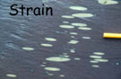 Strain